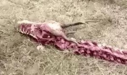 宁波爆料吃虫子事件视频,惊悚一幕引发网友热议